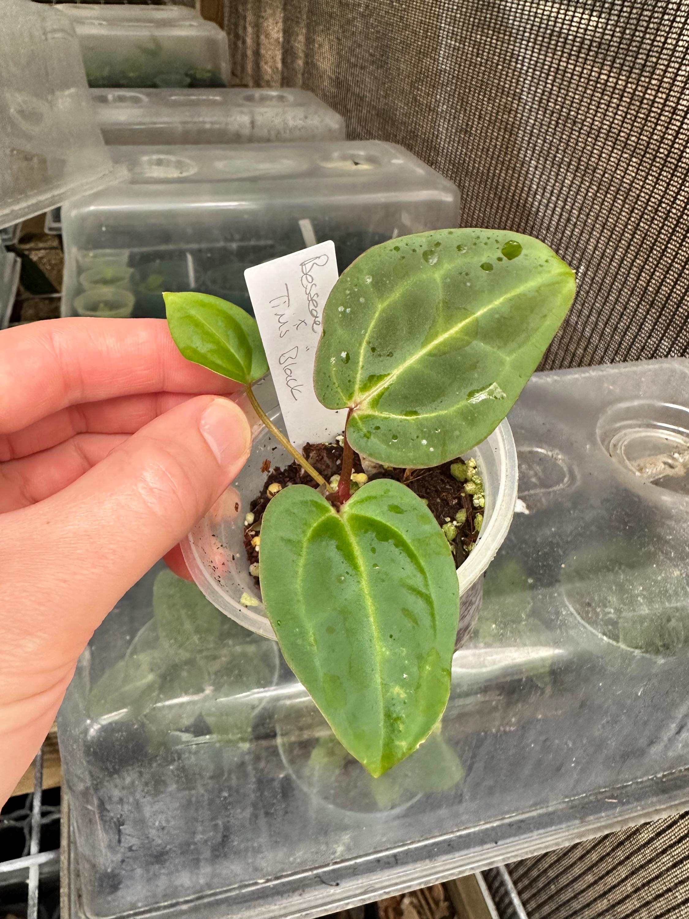 Anthurium Besseae Aff X Tim's Black Seedling - Etsy
