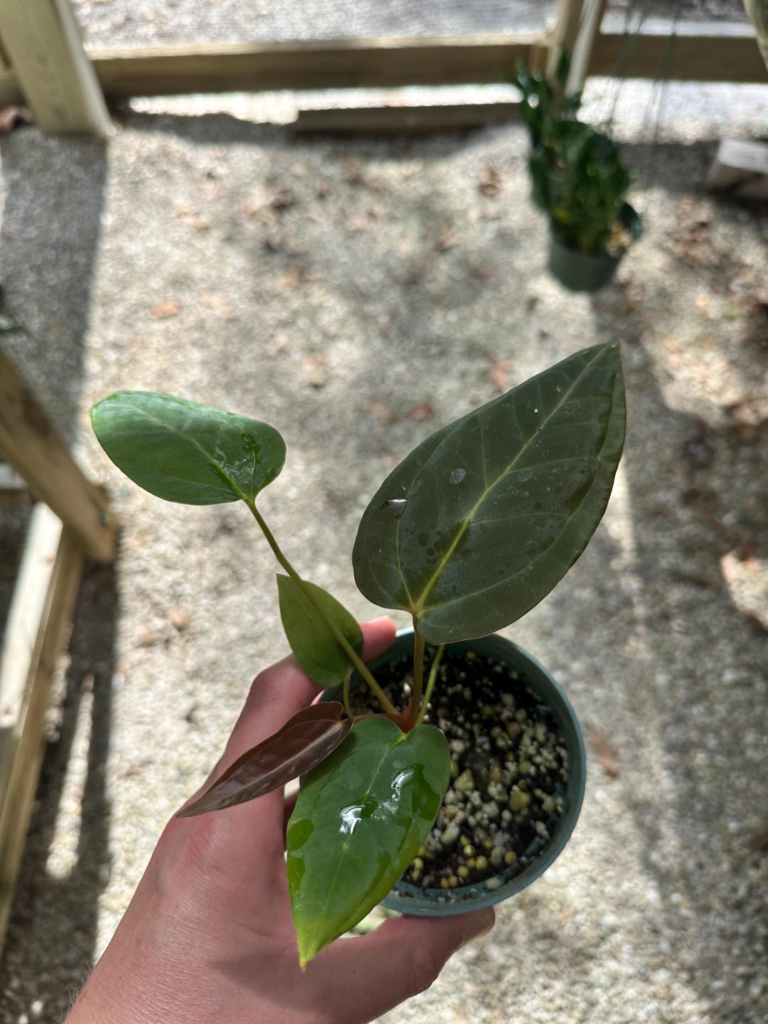 その他観葉植物 anthurium HYBRID Anthurium Crystallinum Hybrid A2 - Borneo Aquatic