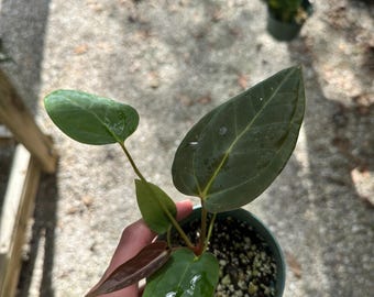 Anthurium hybrid TALL “B” X papillilaminum