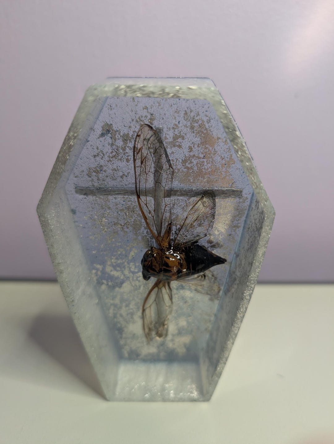 REAL Insect Taxidermy Annual Cicada in Handmade Resin 3D Coffin ...
