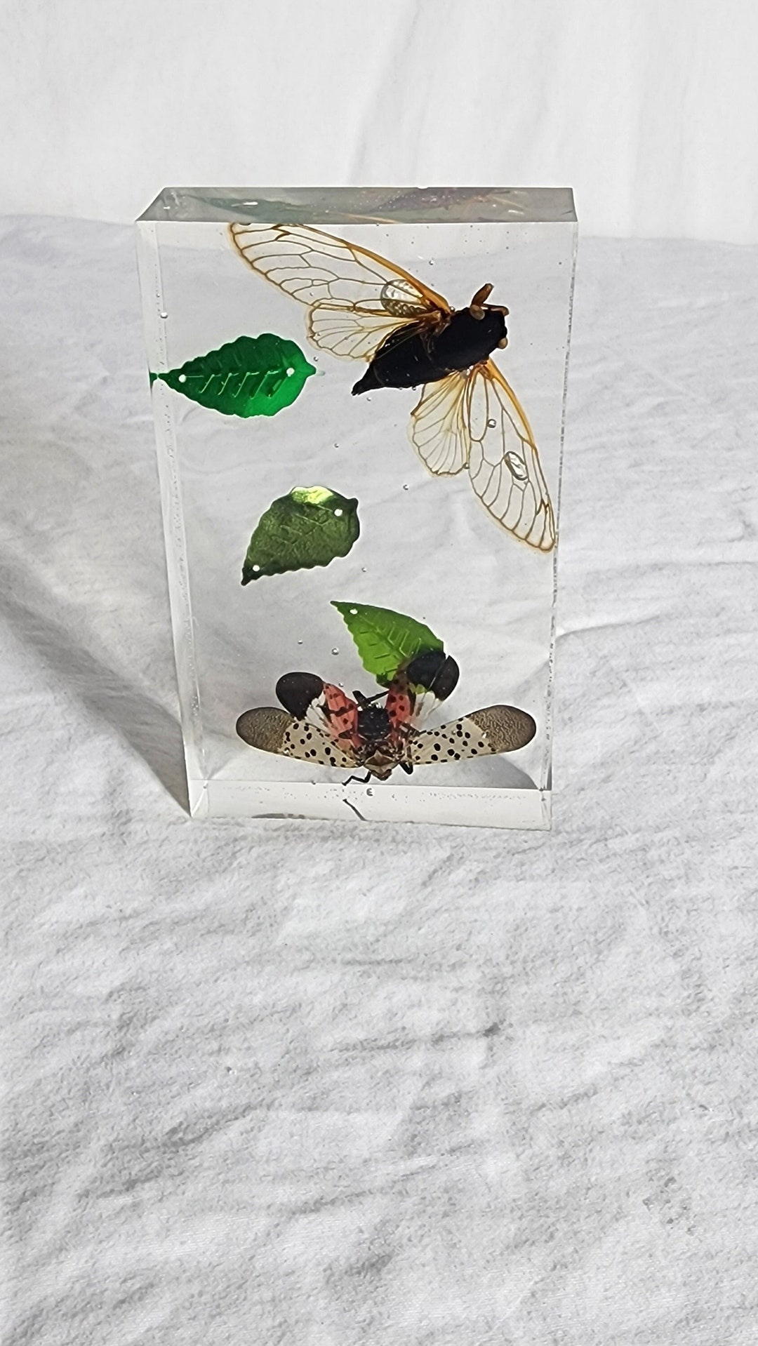REAL Insect Taxidermy Brood X Cicada & Spotted Lantern Fly Etsy