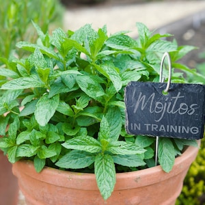 Mojitos in Training Funny Plant Marker For Your Mint Garden, Makes a Great Gift for Housewarming, Teacher, Mom