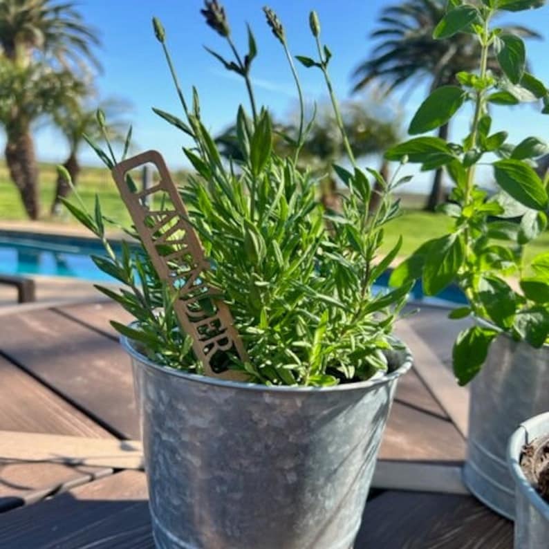 Pu&ograve; includere: Primo piano di una pianta di lavanda in vaso con un'etichetta in metallo che recita "LAVANDA". La pianta &egrave; in un vaso di metallo zincato ed &egrave; circondata da fogliame verde.