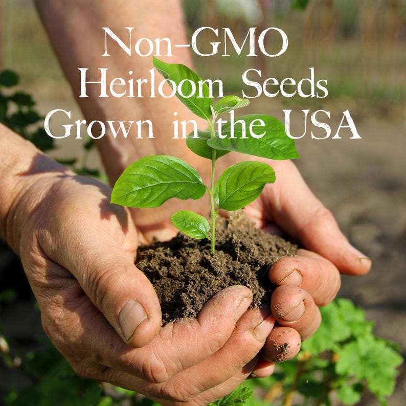 Indoor Herb Garden Starter Kit: Heirloom Basil, Cilantro, Parsley, Oregano immagine 4