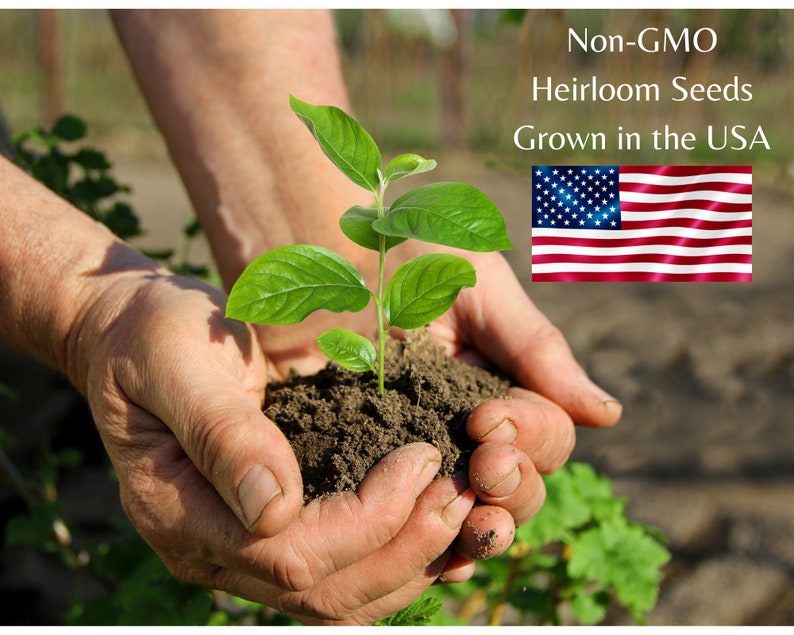 Herbal Tea Herb Garden Kit Non GMO Heirloom Herb Seeds Etsy