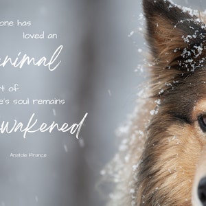 Dog Art with Animal Quote