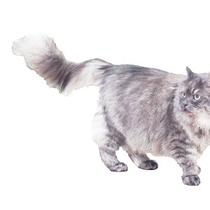 Cat Lovers Printable Wall Art
