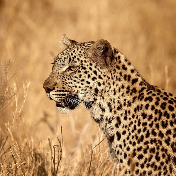 Leopard Wildlife Photograph