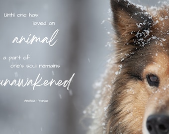 Dog Art with Animal Quote