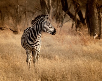 Zebra Wildlife Photography