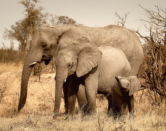 Elephant Wildlife Photography