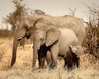 Elephant Wildlife Photography