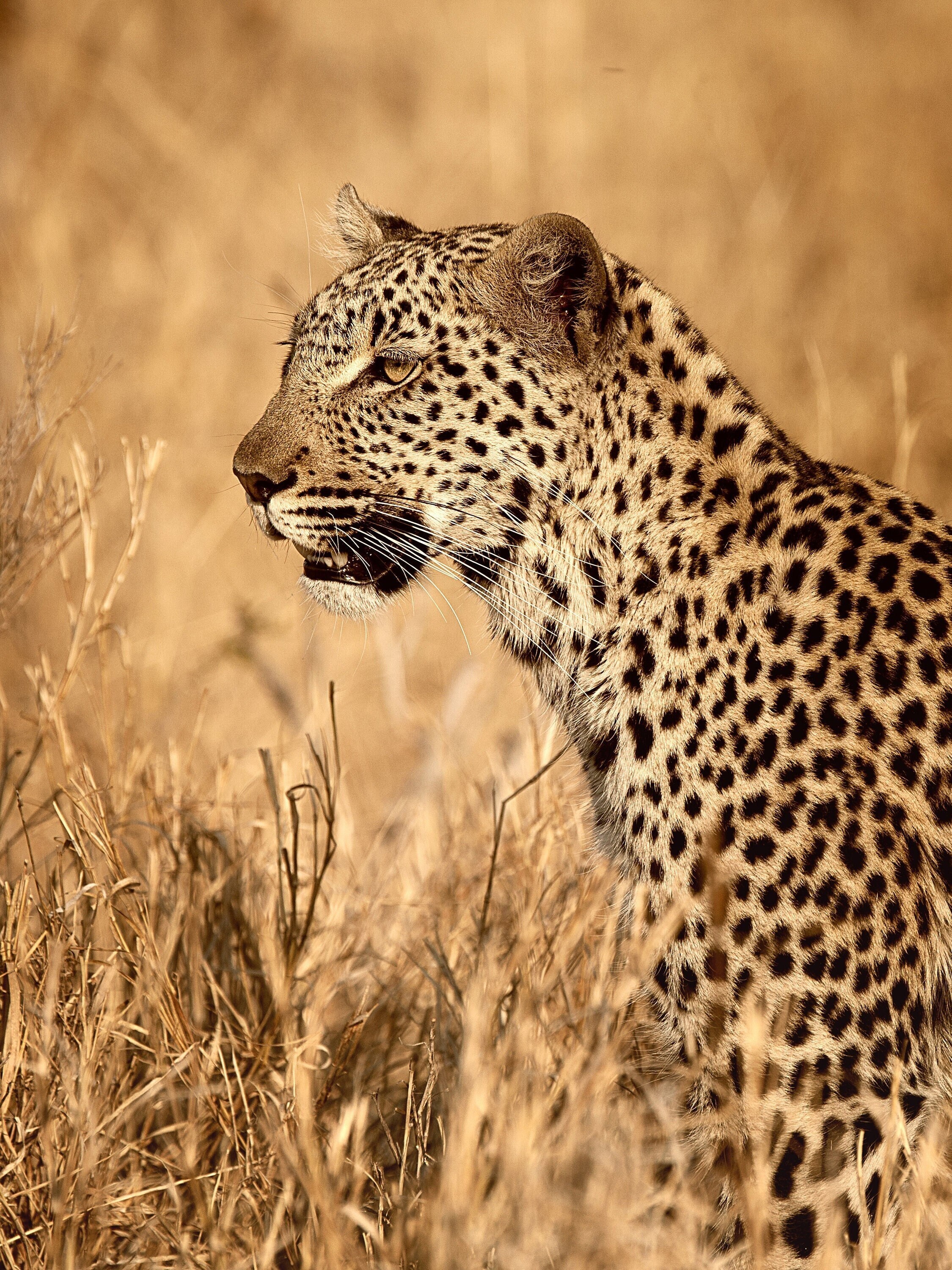 Leopard Wildlife Photograph