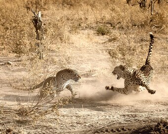 Big Cats Fight Wildlife Photography