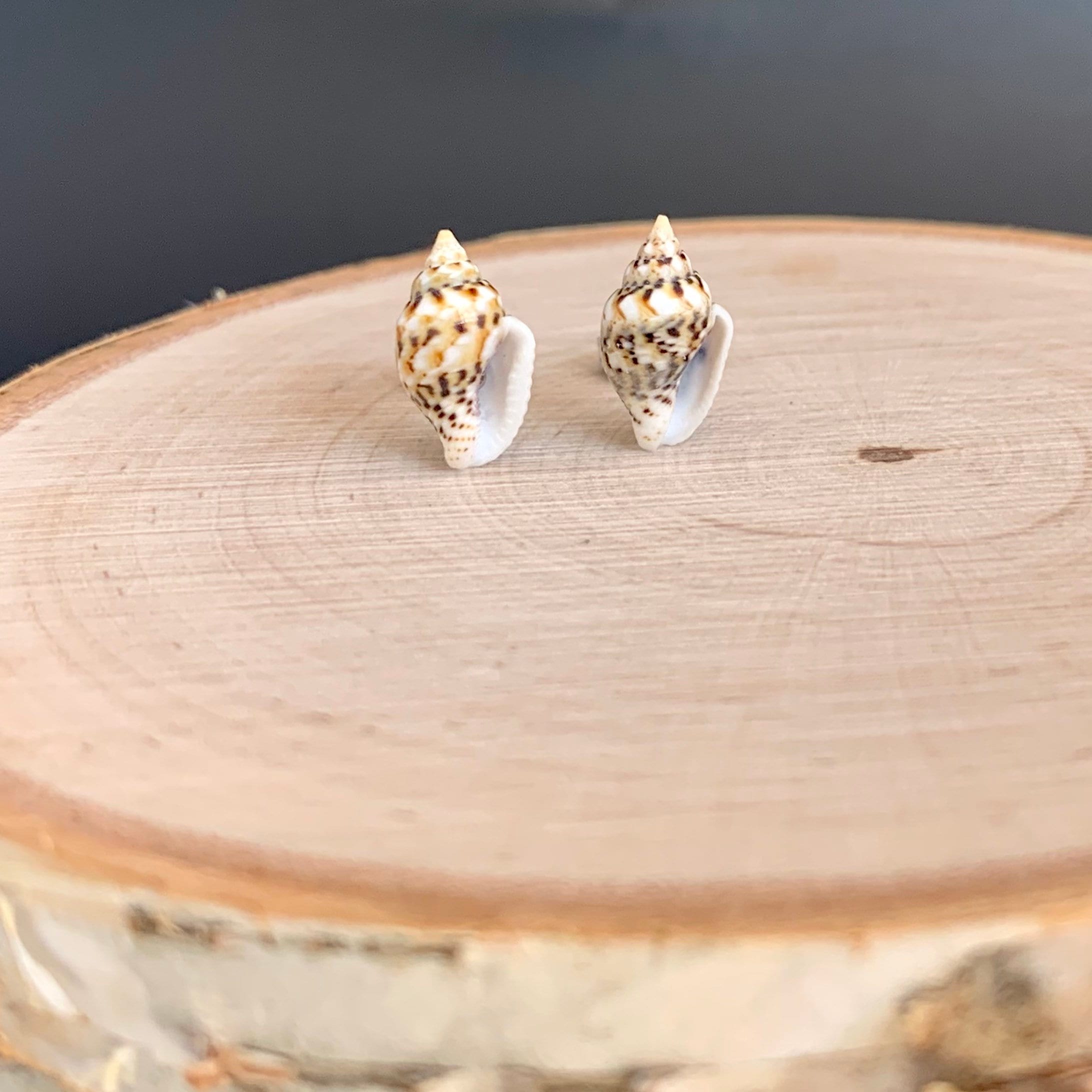 Seashell Stud Etsy Singapore