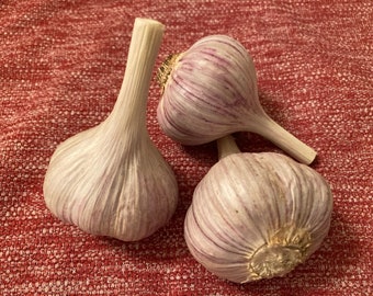 Chesnok Red Large Hardneck Garlic bulbs for cooking or planting. - FREE SHIPPING