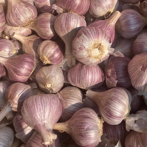 Chesnok Red Hardneck Garlic Small to Medium size bulbs for cooking or planting. - FREE SHIPPING