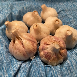 Romanian Red Hardneck Garlic Bulbs for cooking or planting  FREE SHIPPING