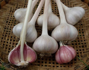 Nootka Rose softneck garlic for planting or eating and cooking - FREE SHIPPING