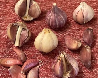 Variety Pack Hardneck garlic bulb assortment Sampler 1 lb  each of 5 varieties - FREE SHIPPING
