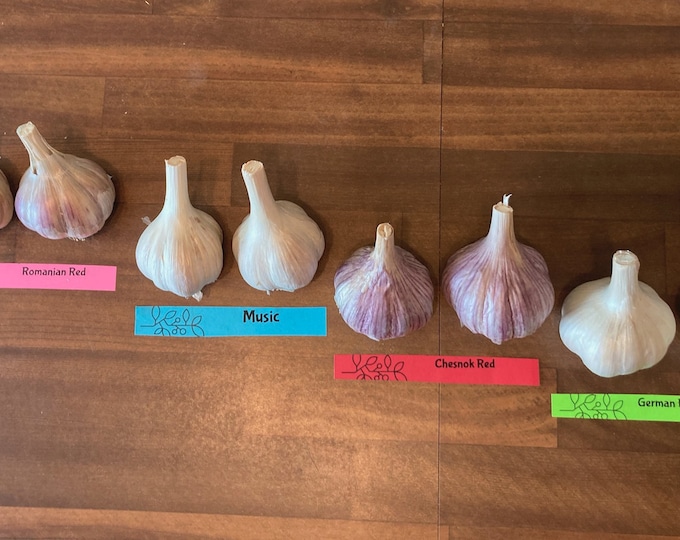 softneck garlic bulbs for planting