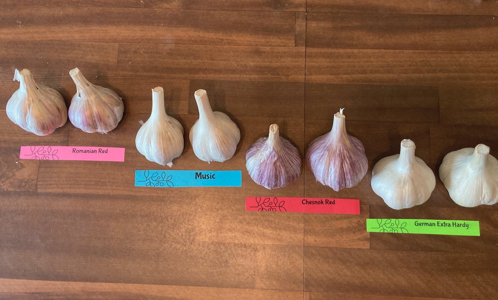 Variety Pack Hardneck garlic bulb assortment Sampler - FREE SHIPPING