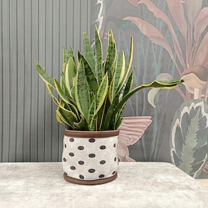 May include: A potted snake plant with green and yellow striped leaves. The plant is in a white pot with brown polka dots and a brown rim. The pot sits on a light gray surface.