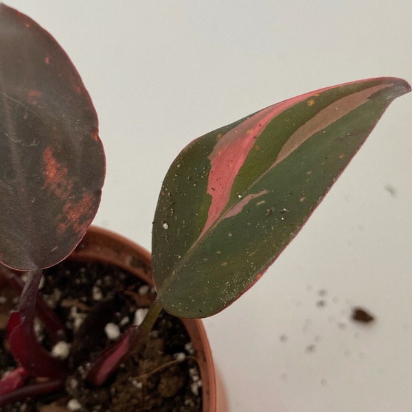 Reino Unido x4 Deja Raro Philodendron Pink Princess - Marble Variegation