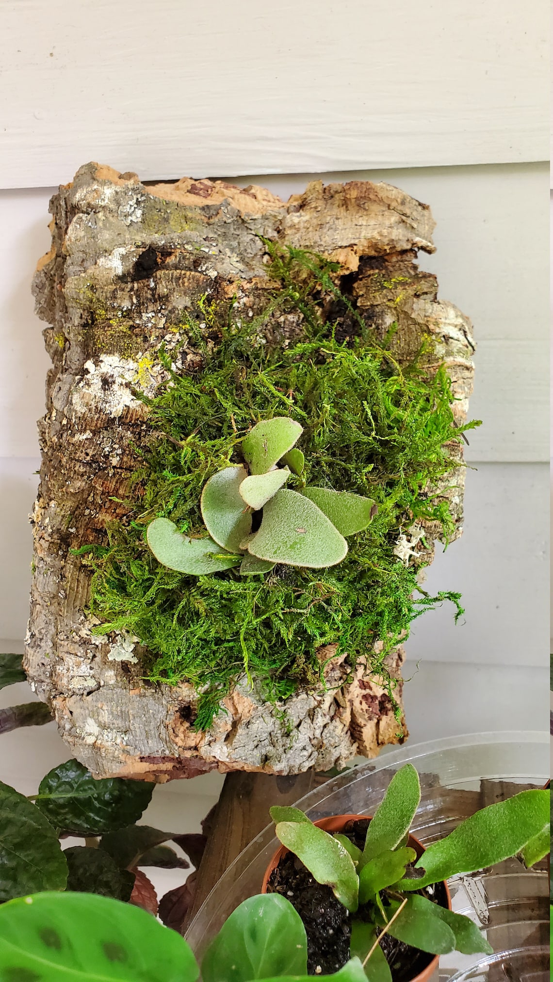 Staghorn Fern Mounted on Natural Cork Wood Wall Mount Etsy
