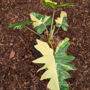 Hybride! Philodendron Florida Beauty x Mayoi XL
