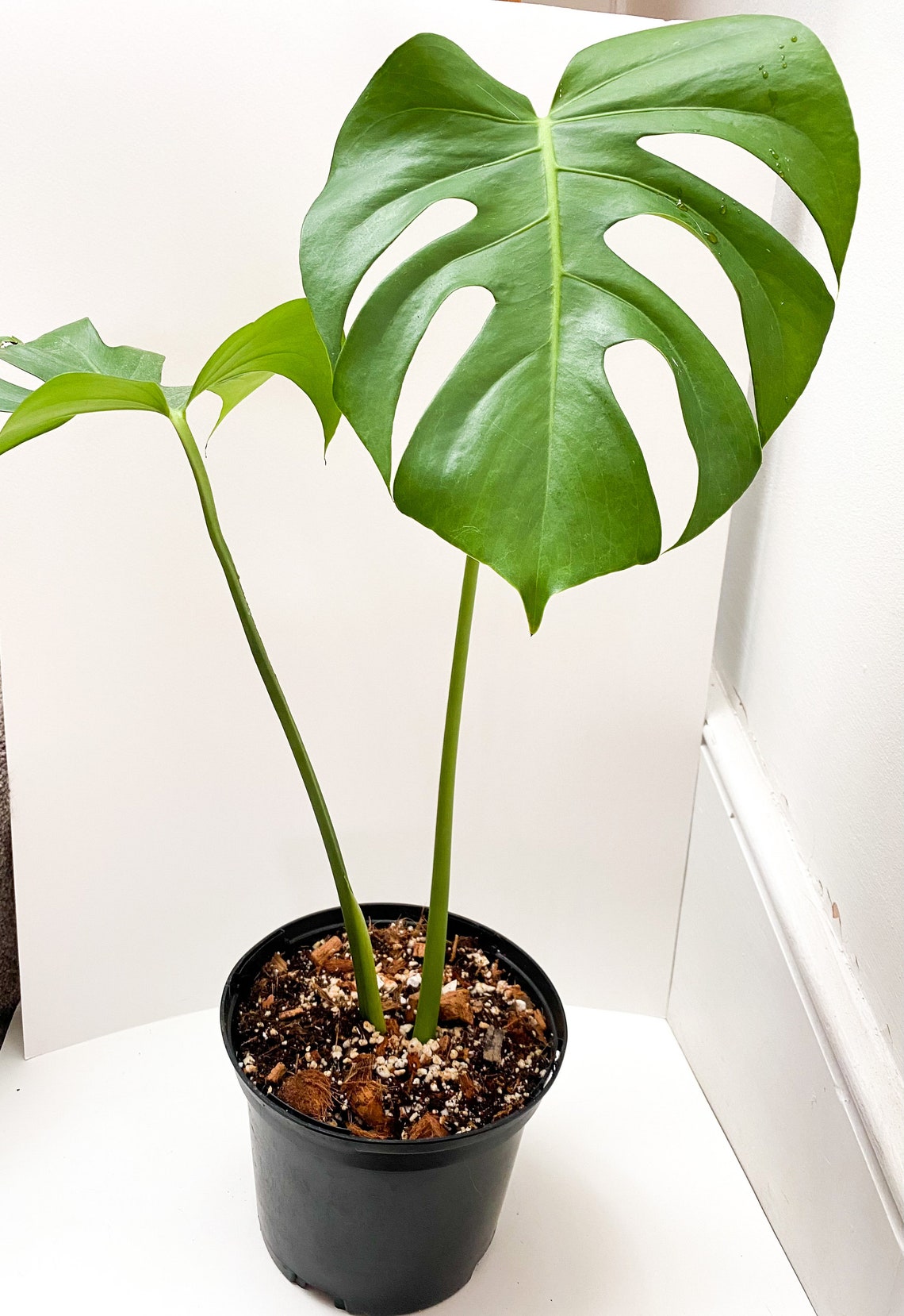 Swiss cheese plant Etsy