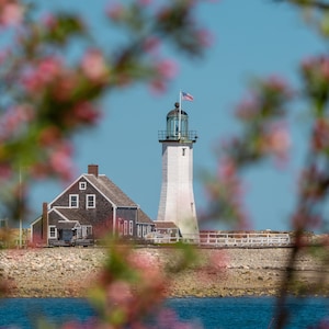 Op de afbeelding: Een witte vuurtoren met een rood dak en een klein huis ervoor. De vuurtoren staat op een rotsachtige kust met een waterpartij op de voorgrond. De scène wordt omlijst door een bloeiende boom met roze bloemen.