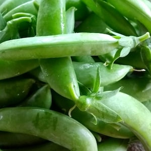Snap pea seeds (sugar pea, 脆甜豌豆，脆豌豆） 25 seeds each
