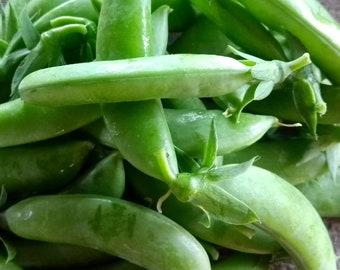 Snap pea seeds (sugar pea, 脆甜豌豆，脆豌豆） 25 seeds each