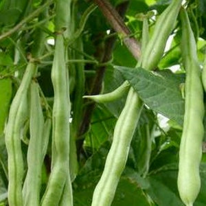 Chinese green beans seeds (中国四季豆种）6 seeds each