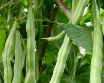 Chinese green beans seeds (中国四季豆种）6 seeds each