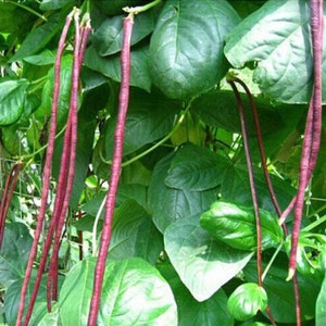 May include: Purple yard long beans growing on a vine with green leaves.