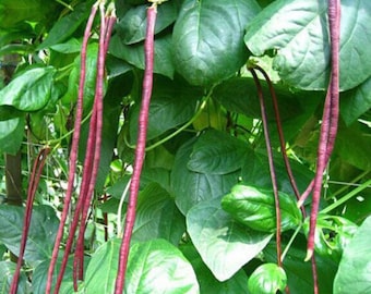 Red Yard-long Bean Seeds, 15 each (红长豇豆种子，15棵）
