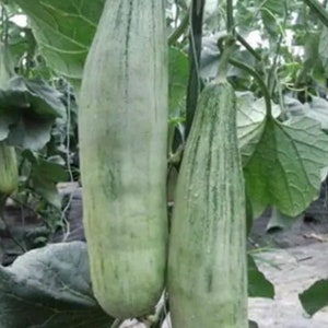 May include: Two long, light green cucumbers growing vertically on a vine. The cucumbers have a smooth, slightly bumpy texture and are attached to the vine by a thin stem.