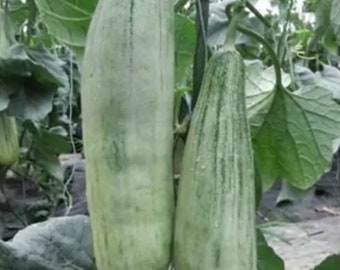 羊角密甜瓜 Banana Melon Seeds (muskmelon, honeydew cucumber）15 seeds each