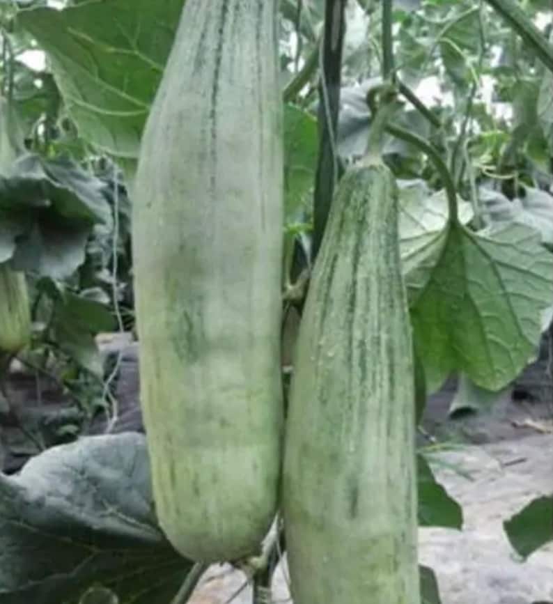 Banana Melon Seeds muskmelon Honeydew Cucumber 羊角密甜瓜15 Etsy New Zealand