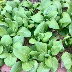 Baby Bok  Choy Seeds (青江菜， 小青菜，小白菜）100 plus seeds each