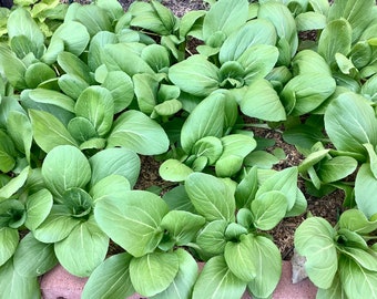 Baby Bok  Choy Seeds (青江菜， 小青菜，小白菜）100 plus seeds each