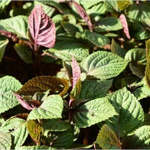 Perilla-Samen (~60 Samen pro Stück