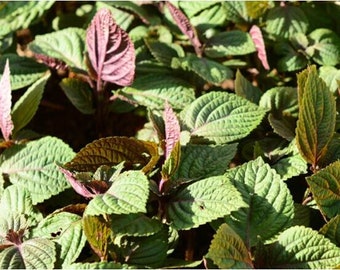 Perilla seeds (紫苏）50 seeds each