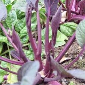 May include: Close-up of a purple stemmed leafy vegetable growing in a garden. The leaves are green and the stems are a deep purple colour.