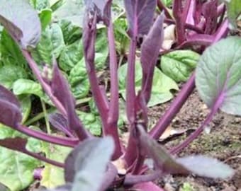 Red cabbage seeds (purple stem, 红菜苔，红菜心，红菜头）50+ seeds each https://youtube.com/shorts/1d30SIjL75A?si=XyR-ZwGa1DpkNQek