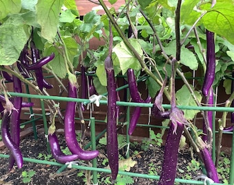 Chinese eggplant seeds (中国长茄子），25 seeds each