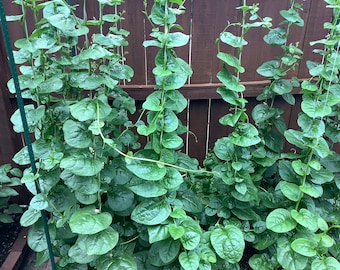 Semillas de espinaca malabar (木耳菜，越南菠菜）100 semillas cada una