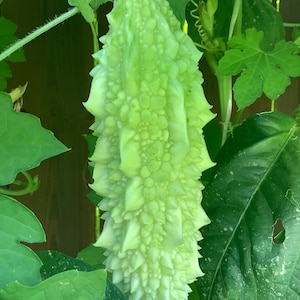 Puede incluir: Un melón amargo de color verde claro, también conocido como calabaza amarga, creciendo en una vid. El melón tiene una textura abultada y verrugosa y está rodeado de hojas verdes.